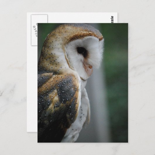 Carte postale Barn Owl (Devant / Derrière)