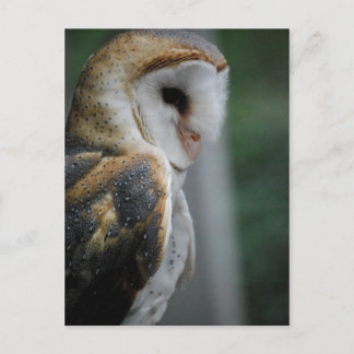 Carte postale Barn Owl