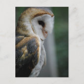 Carte postale Barn Owl (Devant)
