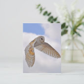 Carte Postale Barn Owl (Debout devant)