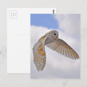 Carte Postale Barn Owl (Devant / Derrière)