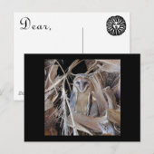 Carte Postale Barn Owl (Devant / Derrière)