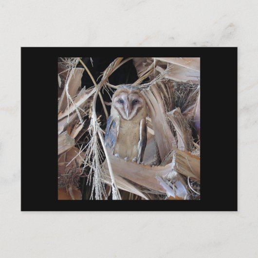 Carte Postale Barn Owl (Devant)