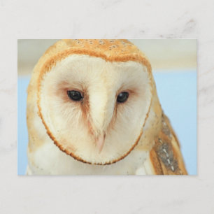 Carte Postale Barn Owl