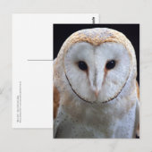 Carte postale Barn Owl (Devant / Derrière)