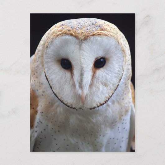 Carte postale Barn Owl (Devant)