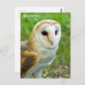 Carte postale Barn Owl (Devant / Derrière)
