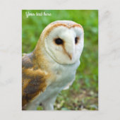 Carte postale Barn Owl (Devant)