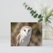 Carte Postale Barn Owl (Debout devant)