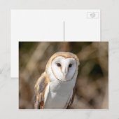 Carte Postale Barn Owl (Devant / Derrière)