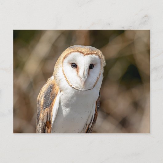 Carte Postale Barn Owl (Devant)