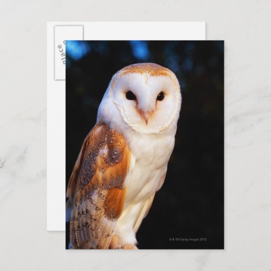 Carte Postale Barn Owl 2 (Devant / Derrière)