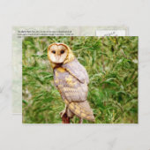 Carte Postale Barn Owl (Tyto alba) (Devant / Derrière)