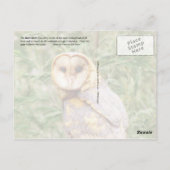 Carte Postale Barn Owl (Tyto alba) (Dos)