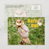 Carte Postale Barn Owl (Tyto alba) (Devant / Derrière)