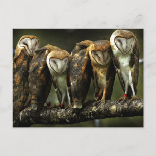 Carte Postale Barn Owls postcard