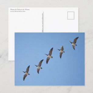Carte Postale Barnacle Geese