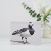 Carte Postale Barnacle Goose (Debout devant)