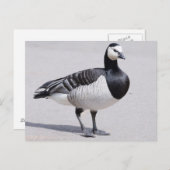 Carte Postale Barnacle Goose (Devant / Derrière)