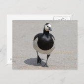 Carte Postale Barnacle Goose (Devant / Derrière)