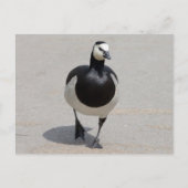 Carte Postale Barnacle Goose (Devant)