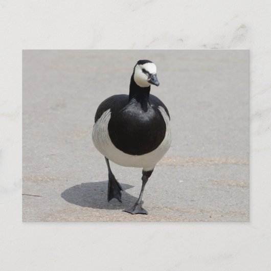 Carte Postale Barnacle Goose (Devant)