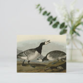 Carte Postale Barnacle Goose (Debout devant)