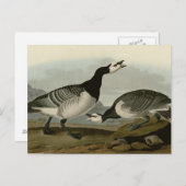 Carte Postale Barnacle Goose (Devant / Derrière)