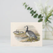 Carte Postale Barnacle Goose par Joseph Wolf (Debout devant)