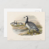 Carte Postale Barnacle Goose par Joseph Wolf (Devant / Derrière)