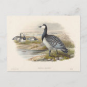 Carte Postale Barnacle Goose par Joseph Wolf (Devant)