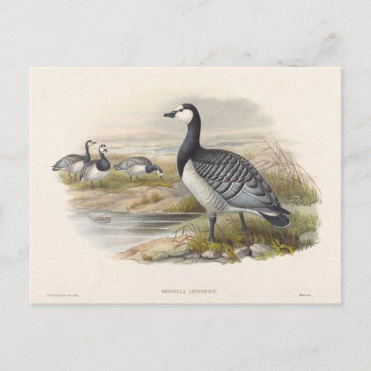 Carte Postale Barnacle Goose par Joseph Wolf (Devant)
