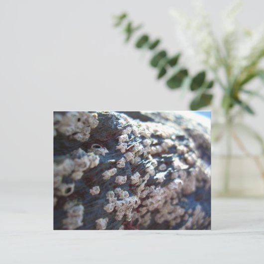 Carte Postale Barnacles 1 (Debout devant)