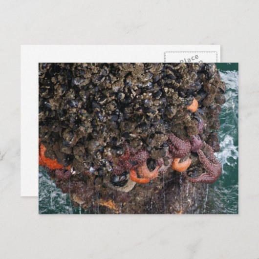 Carte Postale Barnacles et étoiles de mer (Devant / Derrière)