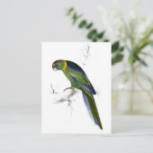 Carte Postale Barnard’s Parrakeet par Edward Lear (Debout devant)