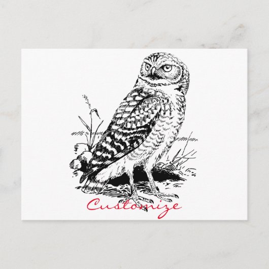 Carte Postale Barne Owl Thunder_Cove (Devant)