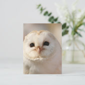 Carte Postale Barny the Barn Owl (Debout devant)