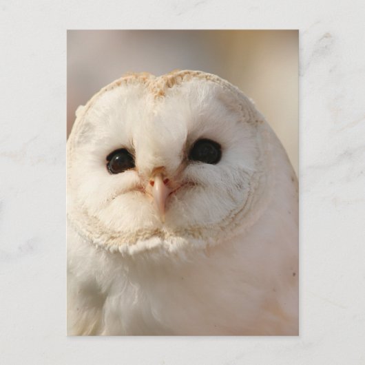 Carte Postale Barny the Barn Owl (Devant)