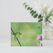 Carte Postale Baron de cricket (Leptophyes punctatissima) (Debout devant)