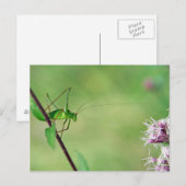 Carte Postale Baron de cricket (Leptophyes punctatissima) (Devant / Derrière)