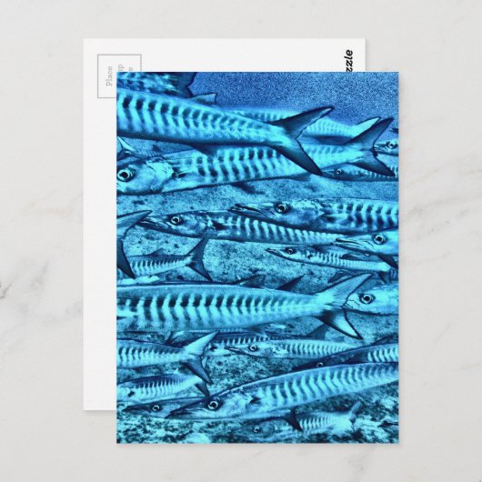 Carte Postale Barracuda (Devant / Derrière)