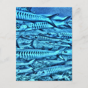 Carte Postale Barracuda