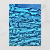 Carte Postale Barracuda (Devant)