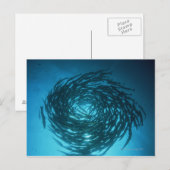 Carte Postale Barracuda nageant en cercles (Devant / Derrière)