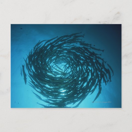 Carte Postale Barracuda nageant en cercles (Devant)