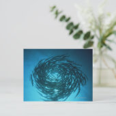 Carte Postale Barracuda nageant en cercles (Debout devant)