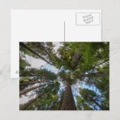 Carte Postale Barrage de Douglas Fir (Devant / Derrière)