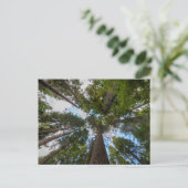 Carte Postale Barrage de Douglas Fir (Debout devant)