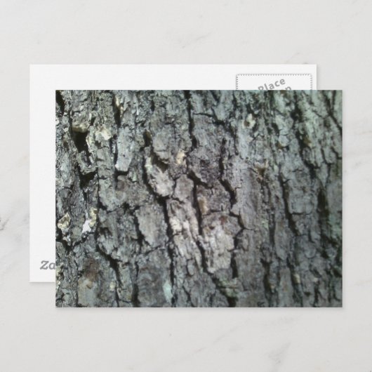 Carte Postale Barre de chêne noir (Devant / Derrière)