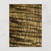 Carte Postale Barre de palmiers (Devant)